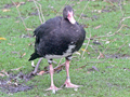 Spur-winged Goose